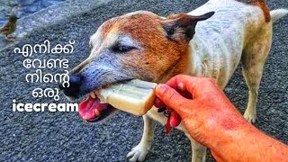 മസ്‌ക്ക bun പാലിൽ ഇട്ടു കഴിച്ചപ്പോൾ പട്ടികൾക്ക് icecream കൊടുക്കാൻ തോന്നി - Way Of Life vlog Mumbai