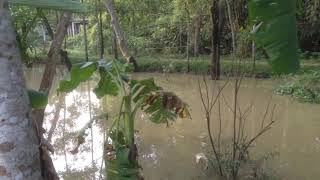 our Village Beanibazar Sylhet | Beanibazar | Bangladesh