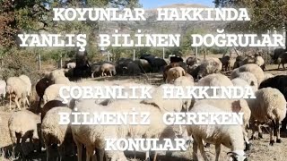 DOMATES Tarlası koyun otlatma günlük rutinler ve sohbet