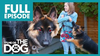 This German Shepherd Puppy Is A 'HELL RAISER' | Full Episode | It's Me or the Dog