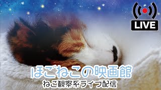 【ねこ観察】ほごねこのレイトショー【ライブ配信】