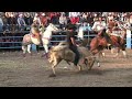 ¡ jaripeo de toros bravos busca caballos en cantabria michoacan 27 de enero 2025