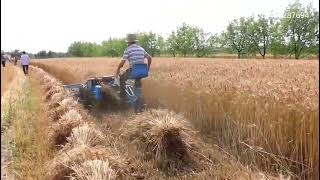 Bulrush reaper binder machine / reed reaper and binder harvester/wheat cutting machine