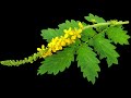 agrimony மலர் மருந்தின் முழுமையான பதிவு நான்காவது மலர் 4