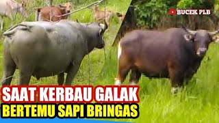 SAAT KERBAU GALAK BERTEMU SAPI BERINGAS