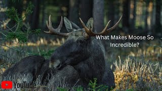 Majestic Moose in the Wild: Incredible Wildlife Footage You Won't Believe.