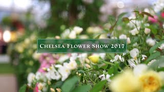 RHS Chelsea Flower Show 2017 | David Austin Roses