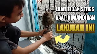 Begini Cara Memandikan Monyet/Kera Biar Tidak Stres