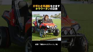 謎の運転技術を持つオラウータンの正体