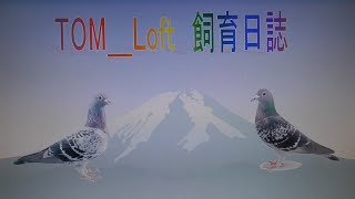 21 2 16（火）鳩の分離