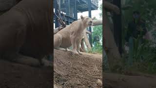 雲と月●㉜ホワイトライオン・白獅子・セラムくん・リズムちゃん★white_Lion・・・沖縄こどもの国・Okinawa Zoo \u0026 Museum(20211023)