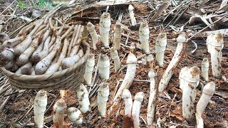 🍄ฉลองตะกร้าใหม่หมานขนาดเห็ดโคนหลวงดอกสวยๆเต็มตะกร้าถอดได้เกือบทุกดอก🍄18/2/2566🍄