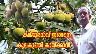 കർപ്പൂരമാവ്‌ ഇങ്ങനെ കുലകുത്തി കായ്ക്കാൻ How To Increase Mango Production