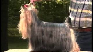 Yorkshire Terrier - AKC Dog Breed Series