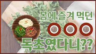 봄에 즐겨 먹던 OOO 독초였다니? 보약되는 봄 제철음식 5가지