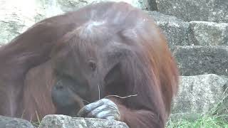 多摩動物公園　〜ボルネオオランウータン　ジュリー〜