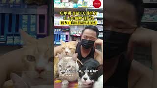 店里进老鼠3天没抓着，主人给猫咪看监控，现实版猫和老鼠 #搞笑#猫