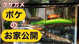 クサガメ・ポケ【お家公開】