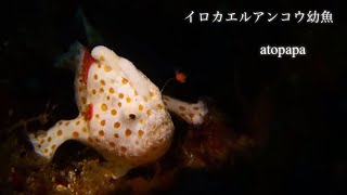 イロカエルアンコウ幼魚|伊豆大島の秋の浜