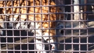 2017.1.1 宇都宮動物園☆アムールトラのアズサ姫【Tiger】_06