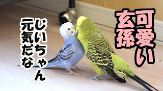 ジャンボセキセイインコ 可愛いバナナと玄孫たち