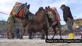 Melihat Festival Gulat Unta Internasional di Turki