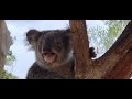 the sounds of a female koala calling to her mate 🤭😍🐨❣️