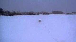 シーズー犬　雪の中を駆け回る