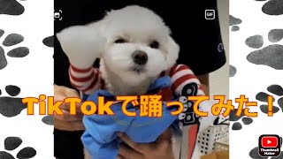 マルチーズのシロコが踊ってくれました❗TikTokバーロジョン　　　　　Shiroko danced for me❗TikTok version　　　