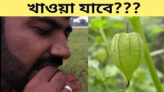 বন টেপারি । native gooseberry