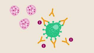 How Coronavirus causes severe COVID-19: abnormal antibody responses