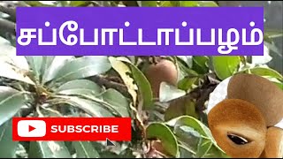 சப்போட்டாப்பழம் நன்மைகள்| Sapodilla fruit benifits| Chikku fruit | வீட்டு சப்போட்டா மரம்