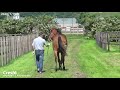 crest6 牝1 *ザファクター x メイショウユウゼン 1歳馬募集開始直前動画＜立ち 歩様 7月上～中旬撮影＞