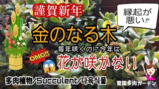 【多肉植物】金のなる木/花が咲かない!!　縁起が悪い？不幸の前兆？/原因/対策/花言葉