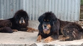 भेडी गोठको भोटे कुकुर || Shepherd Dog From Sheep Farm || TibetabMastiff Native Dog From Nepal ||