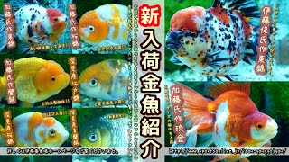 【伊藤養魚場入荷情報】202年10月5日 弥富金魚市場等より入荷しました!!