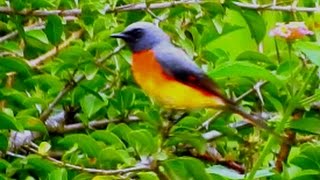 Small Minivet (Male) Bird Video