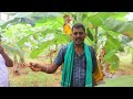 அதிக காற்றிலிருந்து காக்கும் நிரந்தர நட்டமில்லா வாழை நடவு முறை plantain 🌲food forest forever.