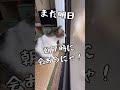 ニャルソック🐱朝10時🤗 猫の日常 cat catlover 猫との生活 猫のとのちゃん vlog