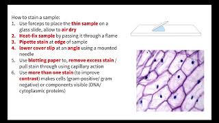 Microscope slide preparation and staining - OCR A A-Level Biology Module 2 Cell structure