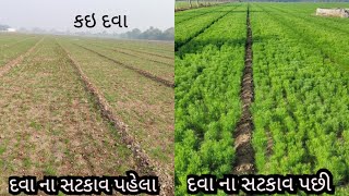 જીરા મા વૃધ્ધિ મા સારી દવા ? કેટલા ની ? ક્યારે સાટવી #જીરૂ #જીરા #દવા