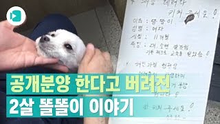 폭염 속 버려진 똘똘이가 모니로 개명한 사연/비디오머그