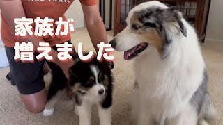 At last my puppy has come【Australian Shepherd】