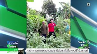 อวสานสายเขียวปลูกกัญชา | 20-07-60 | เช้าข่าวชัดโซเชียล