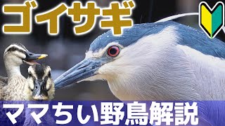 ママちい野鳥解説【ゴイサギ】-小心者で魚とりがヘタクソな空飛ぶペンギン-