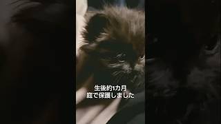 子猫を保護した日#保護猫　 #子猫　 #黒猫