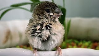 Rescued Indian Silverbill Bird | Chick rescue | life of a baby bird | How I raised a baby bird