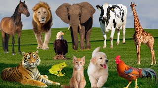 30 Real Animal Sounds for Toddlers| Wild & Farm Animals for Kids|Learn Animals Sounds with Fun| Bird