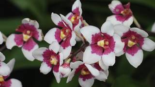 Sarcochilus Orchid Collection  Varieties and Breeding