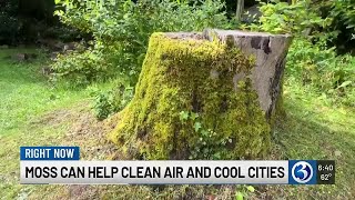 First Alert Weather Extra Moss Is A Clever Climate Tool
